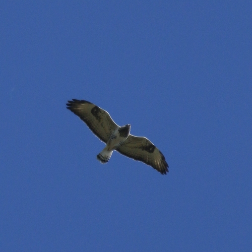 Rough-legged Hawk