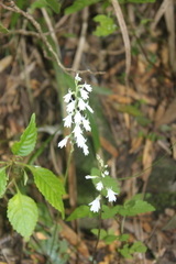 Holothrix orthoceras