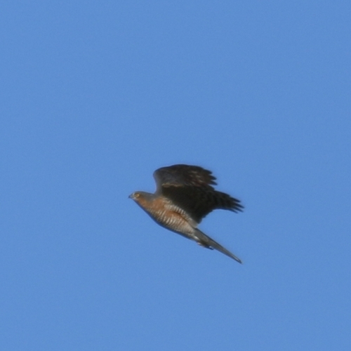 Eurasian Sparrowhawk
