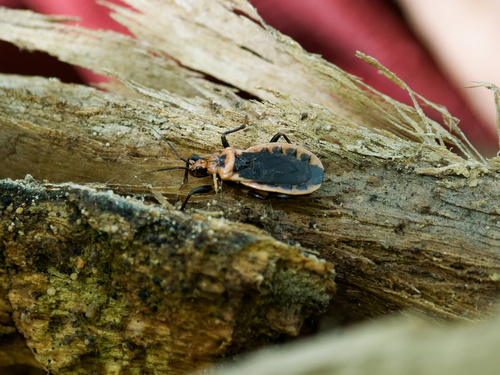 Scarlet-bordered Assassin Bug