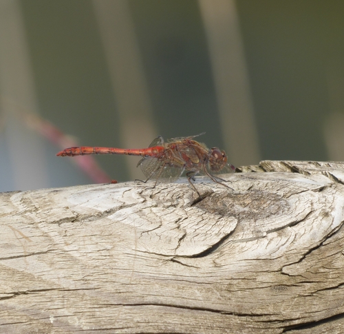 Common Darter