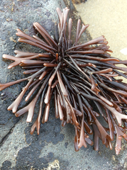 Ahnfeltiopsis linearis