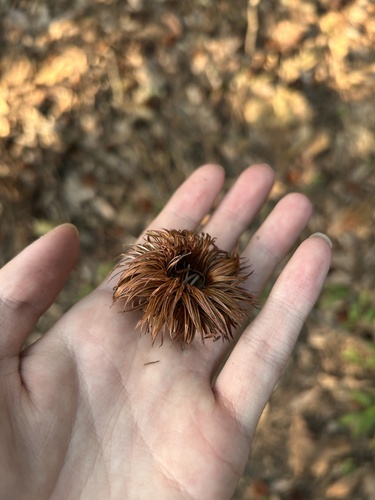 Daimyo Oak