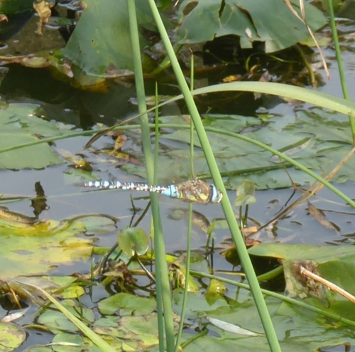 Migrant Hawker