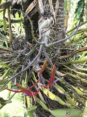 Tillandsia caput-medusae