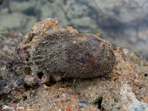 Barbatia amygdalumtostum observed 2026-09-09