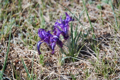 Iris tigridia