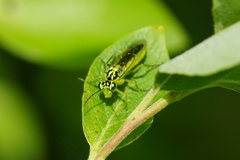 Rhogogaster viridis