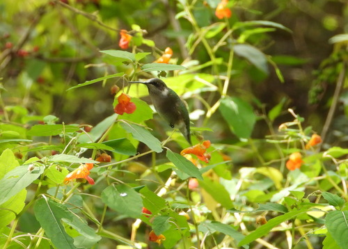 Ruby-throated Hummingbird observed by keramiel