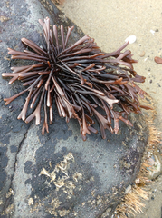 Ahnfeltiopsis linearis