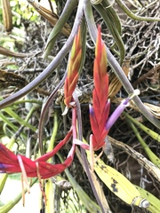 Tillandsia caput-medusae
