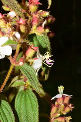 Chaetogastra ciliaris