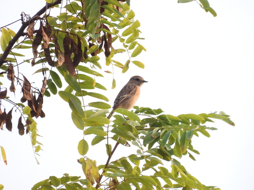 European Stonechat