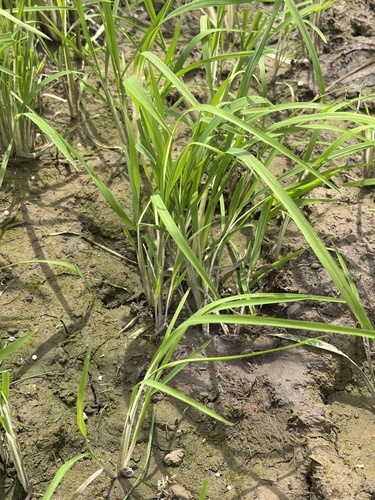 Oryza sativa observed 2026-10-16
