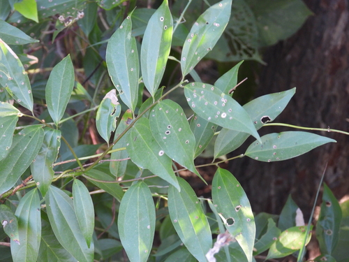 Cinnamomum burmanni observed 2026-10-17
