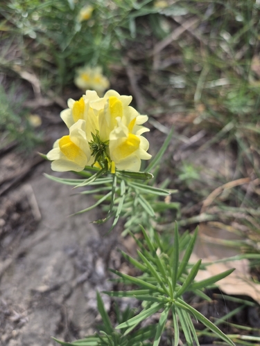 common toadflax