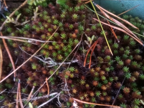 Polytrichum strictum observed 2026-10-15