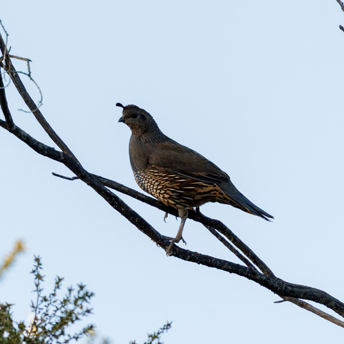 California Quail observed by omen_ak