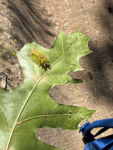 Green Oak-Slug Moth