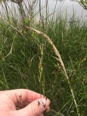 Juncus gerardi