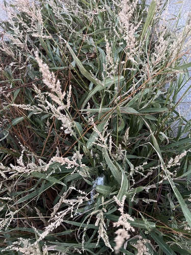 Cola de ardilla eurasiática