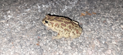 Mauritanian Toad