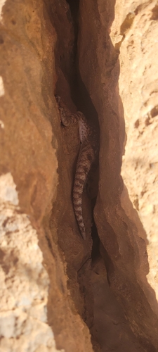Bibron's Agama
