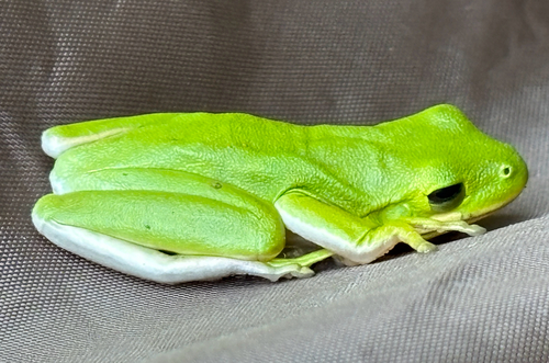 Green Treefrog observed by ilookaftertherain