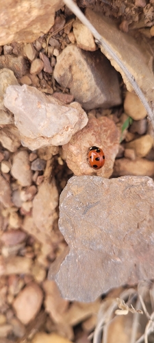 Algerian Seven-spotted Lady Beetle
