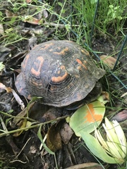 Terrapene carolina carolina
