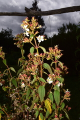 Chaetogastra ciliaris