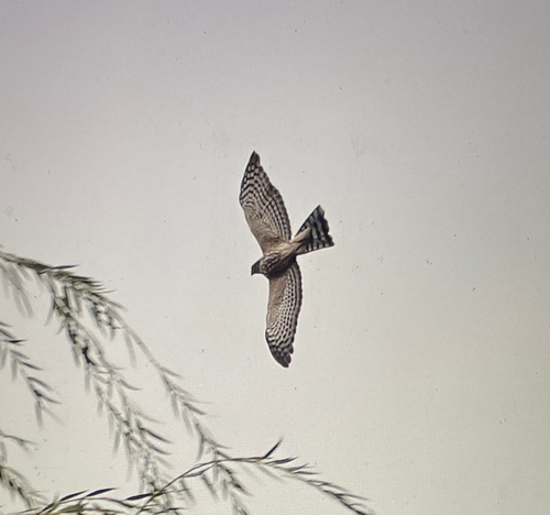 Sharp-shinned Hawk observed by matthew_wills