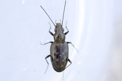 Bembidion inaequale