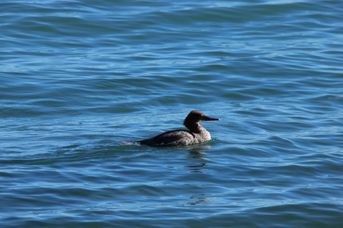 Common Merganser observed by crywilderness