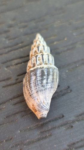 Turreted Conelet, Rømø, 6792 Rømø, Dänemark, photo 6 of 10