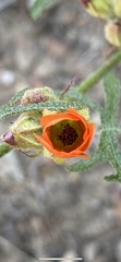 Sphaeralcea rusbyi