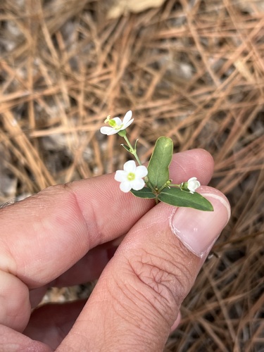 Euphorbia corollata, 2026-10-16
