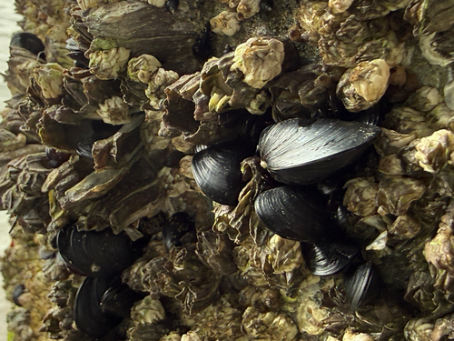 Mytilus trossulus observed 2026-10-13