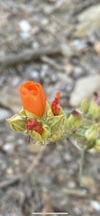 Sphaeralcea rusbyi
