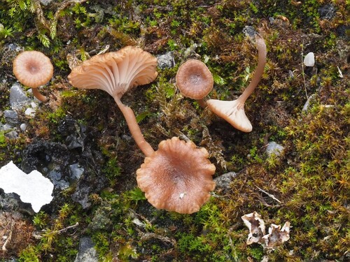 Omphalina pyxidata, 2026-10-17