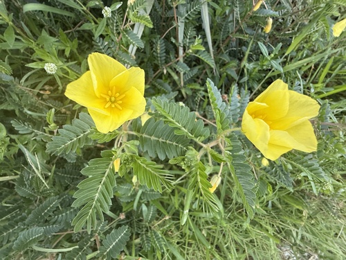Tribulus cistoides observed 2026-10-17