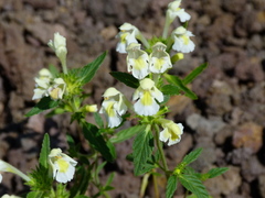 Galeopsis segetum