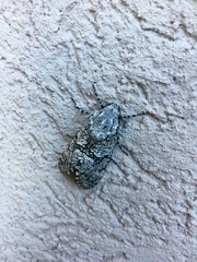 Prionoxystus robiniae