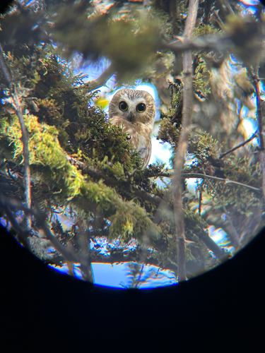 Northern Saw-whet Owl observed by brookesia_minima