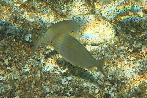Salema Porgy