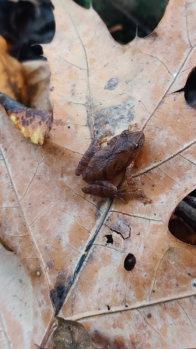 Spring Peeper observed by sovereignly