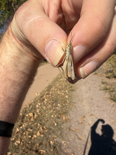 Obscure grasshopper