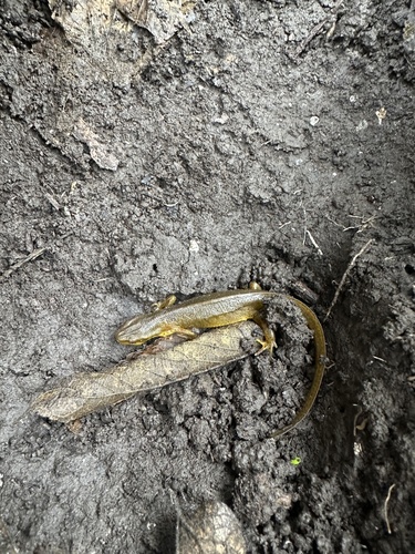 Eastern Newt observed by emmak211