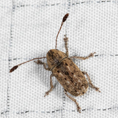 Toxonotus lividus