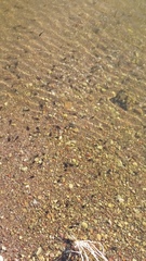 Lithobates yavapaiensis